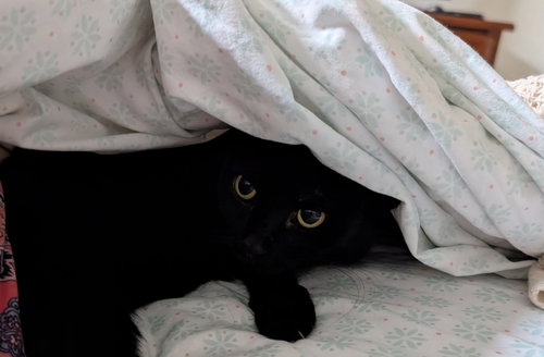 FLASH - Domestic Short Hair available for adoption