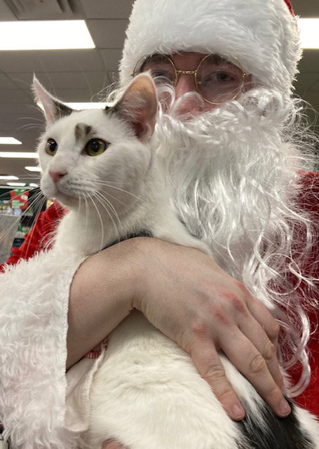 1 SPOT - Domestic Short Hair available for adoption