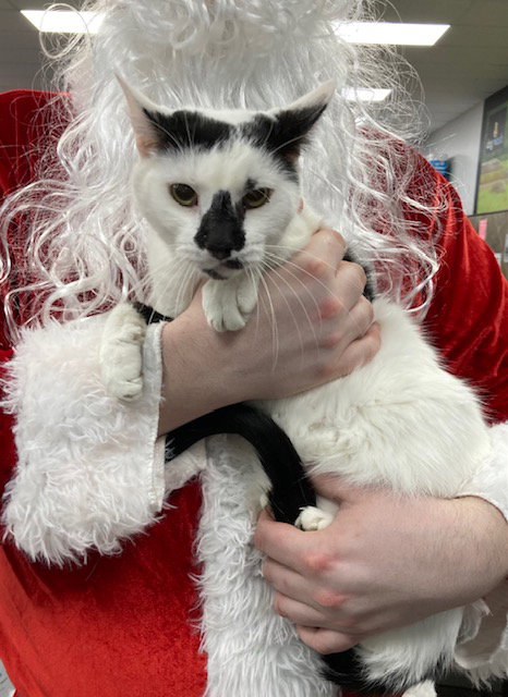 2 SPOT - Domestic Short Hair available for adoption
