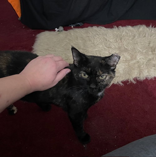 LYDIA - Calico / Tortoiseshell available for adoption