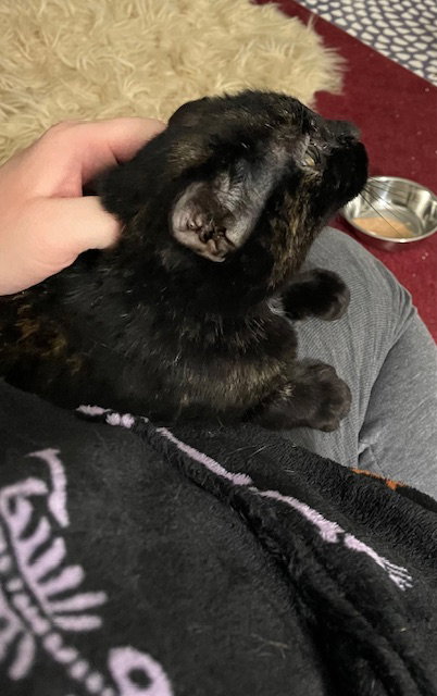 LYDIA - Calico / Tortoiseshell available for adoption