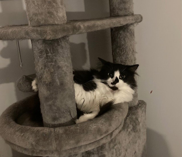 Fran bonded with Mallory Image