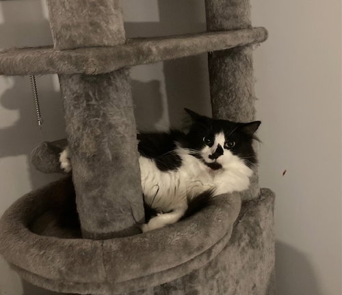 Fran bonded with Mallory, Young Tuxedo / Domestic Long Hair (long coat), cat for adoption in Warren, Ohio