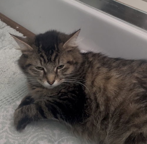 picture of the cat needing adoption