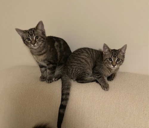 picture of the cat needing adoption