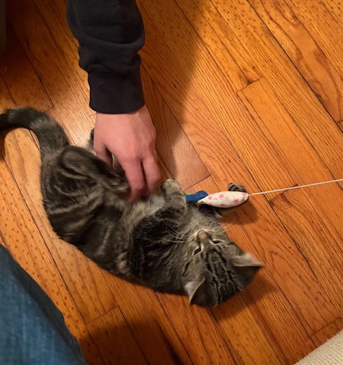 picture of the cat needing adoption
