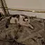 Sweet Pea - Domestic Short Hair