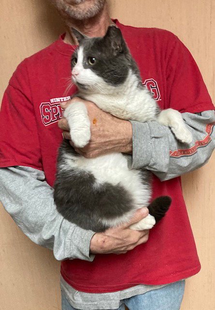 Brewster, Adult Domestic Short Hair (short coat), cat for adoption in Warren, Ohio
