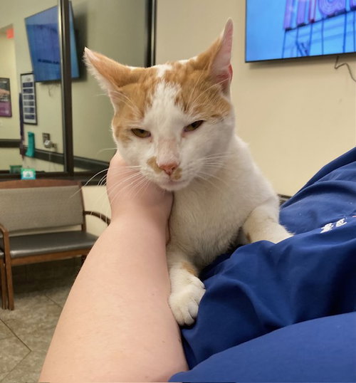 Chester, Young Domestic Short Hair (short coat), cat for adoption in Warren, Ohio