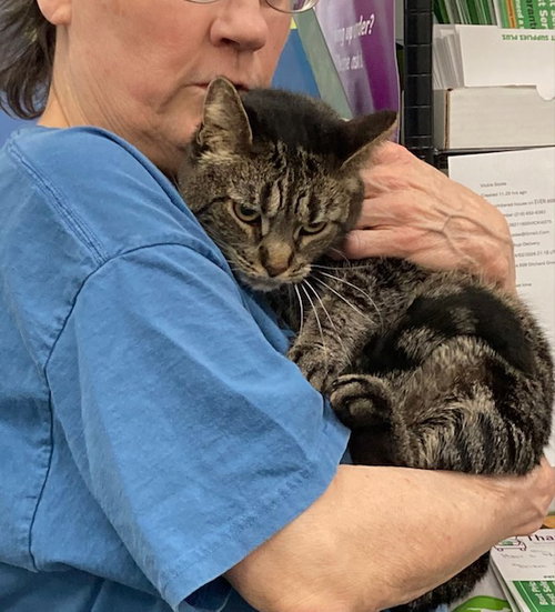 Meribeth bonded with Little Cutie, an adoptable Domestic Short Hair in Macedonia, OH