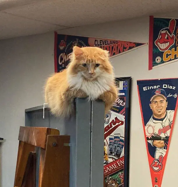 Sherman - Domestic Long Hair