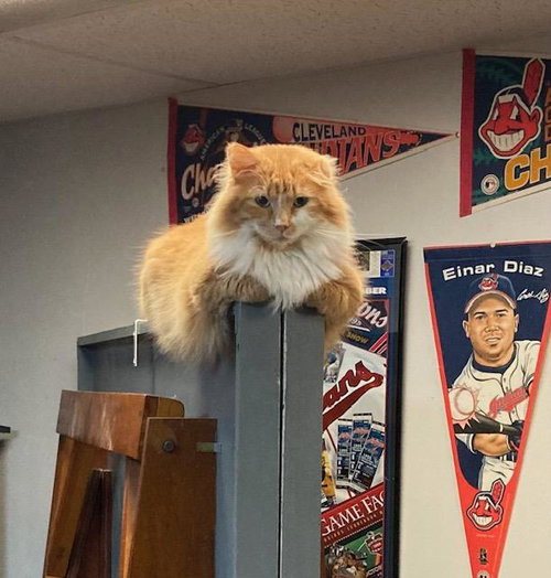 Sherman, an adoptable Domestic Long Hair in Macedonia, OH