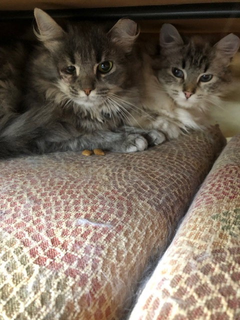 Lacey bonded with Lance, an adoptable Domestic Long Hair in Macedonia, OH