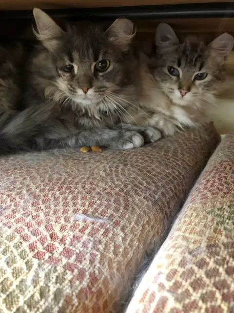 Lance Bonded With Lacey - Domestic Long Hair