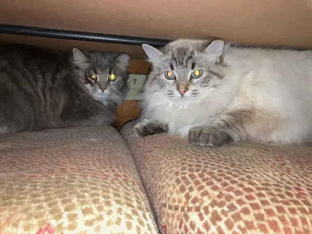 Lance Bonded With Lacey image 2