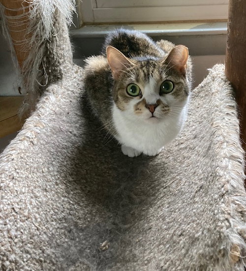 Clarice, Young Domestic Short Hair (short coat), cat for adoption in Warren, Ohio