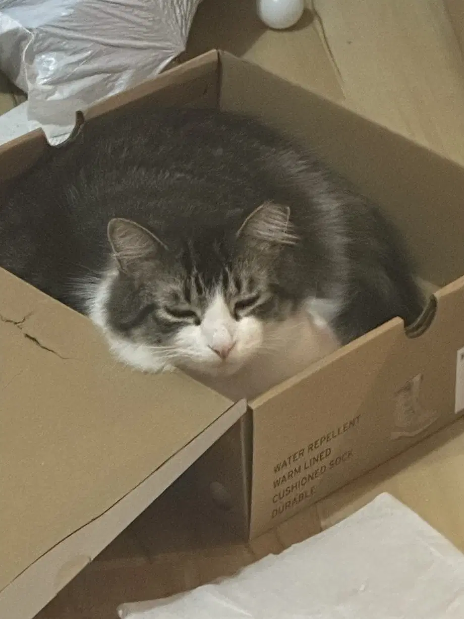 Max And Luna Bonded - Domestic Medium Hair