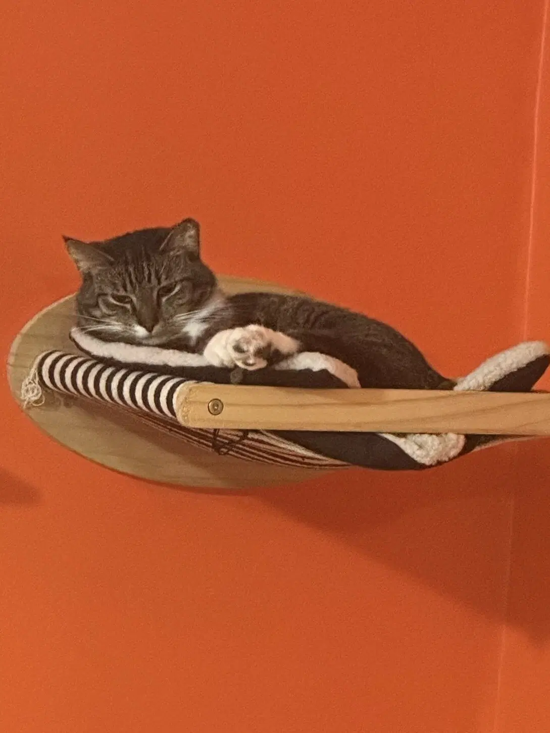 Luna And Max Bonded - Domestic Short Hair