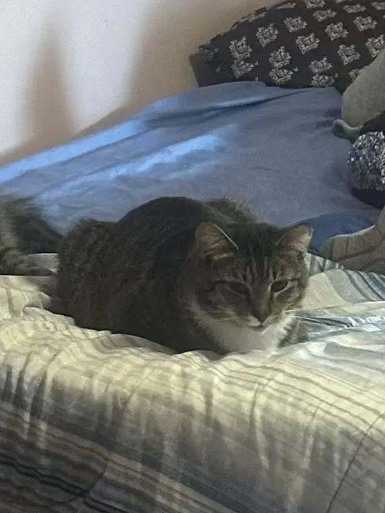 Luna And Max Bonded image 4