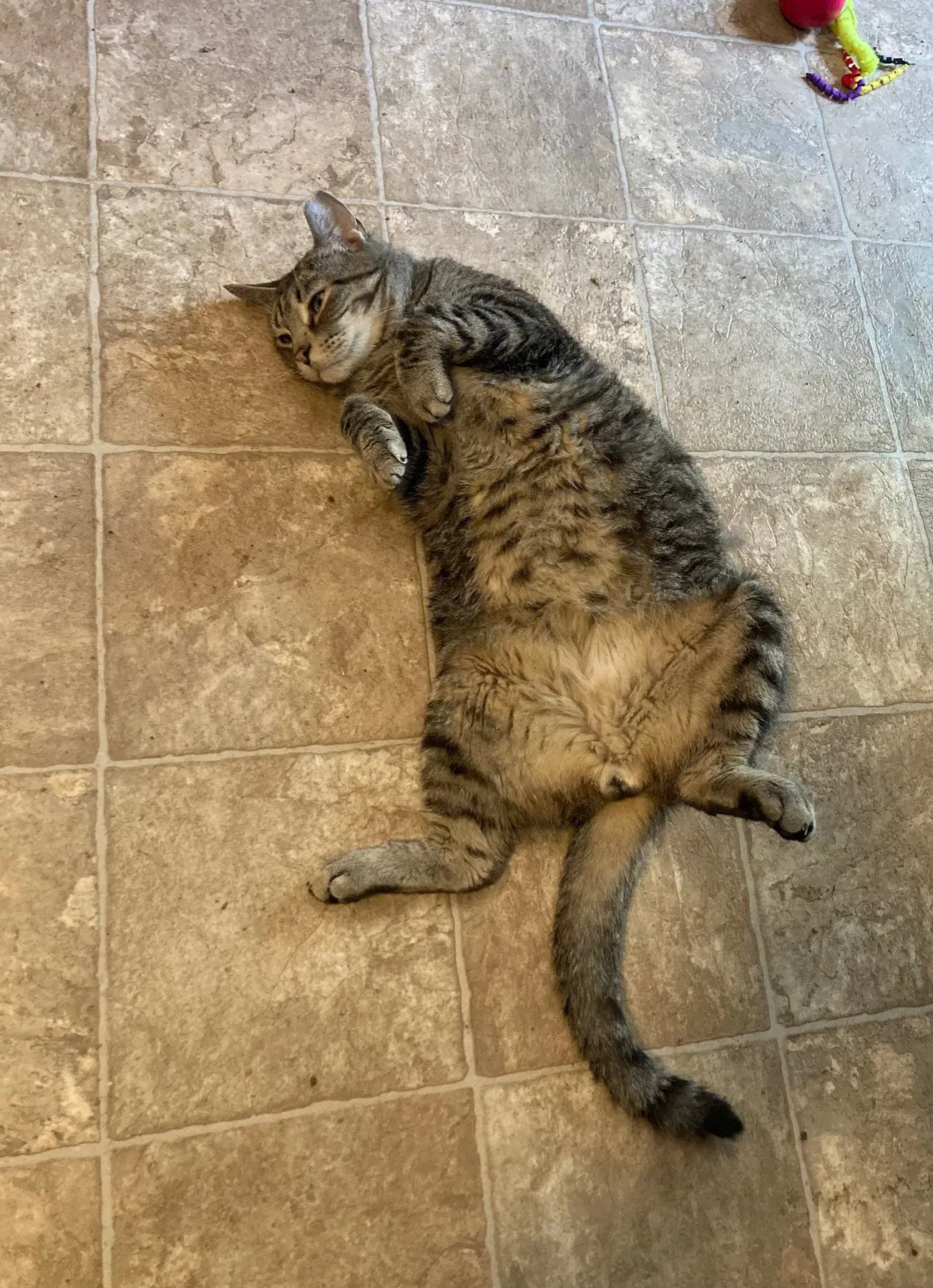 Cosmo - Domestic Short Hair