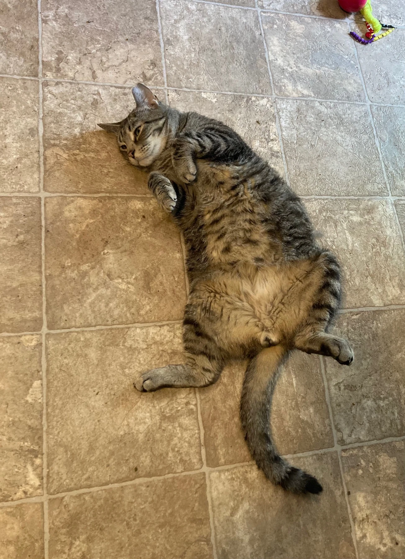 Cosmo