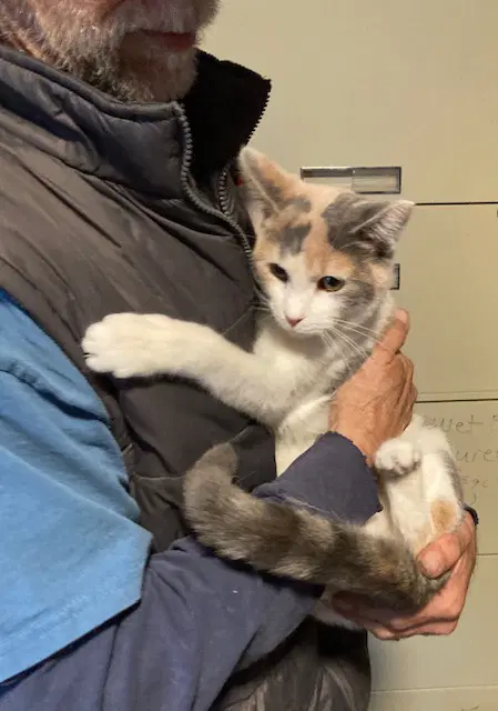 Blythe Bonded With Marla - Domestic Short Hair