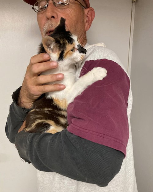 Taffy bonded with Licorice, an adoptable Domestic Short Hair in Macedonia, OH