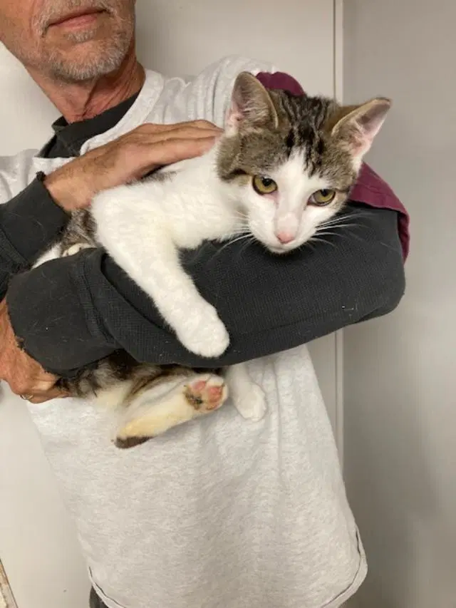 Licorice Bonded With Taffy - Domestic Short Hair