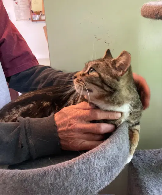 Hetta - Domestic Short Hair