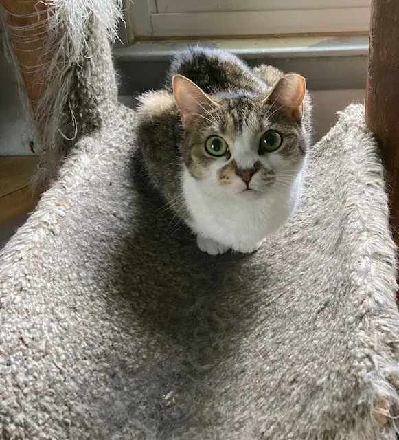 Birdie - Domestic Short Hair