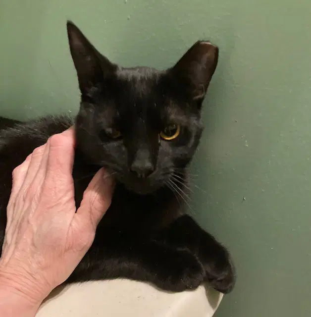 Dex - Domestic Short Hair