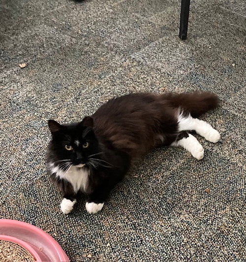 picture of the cat needing adoption