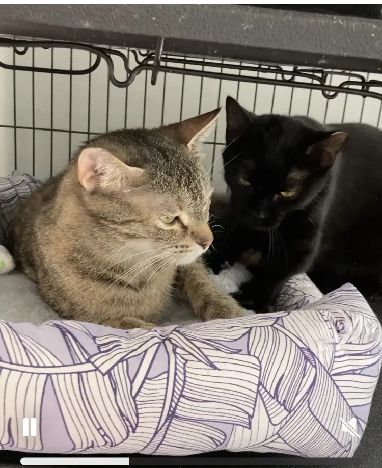 Holly Bonded With Holland - Domestic Short Hair