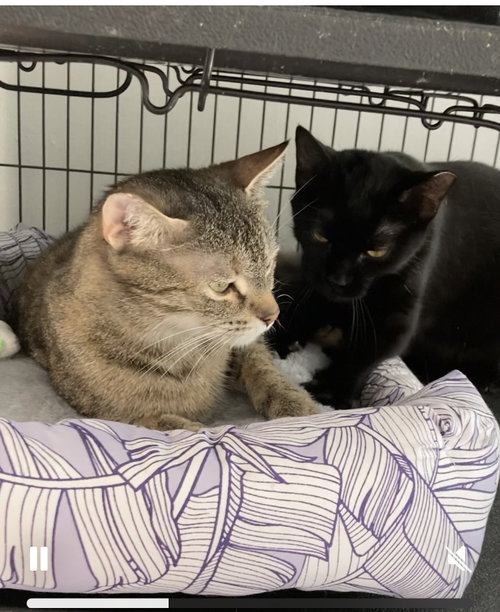picture of the cat needing adoption