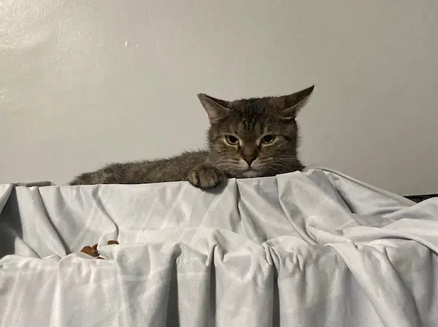 Holland Bonded With Holly - Domestic Short Hair