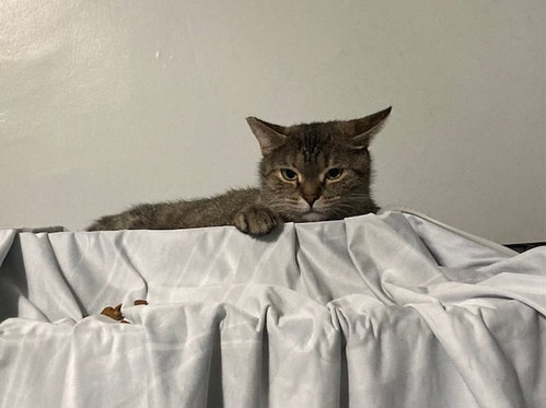 picture of the cat needing adoption