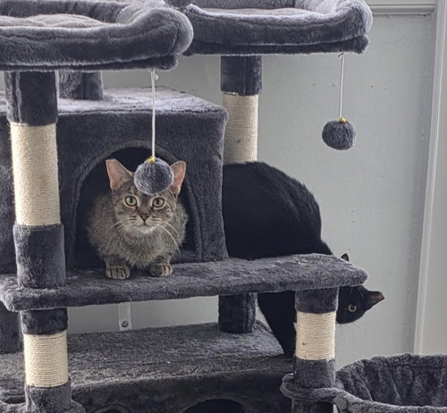 Holland bonded with Holly, photo 2