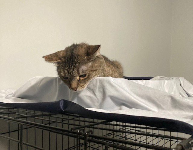 Holland bonded with Holly, photo 4