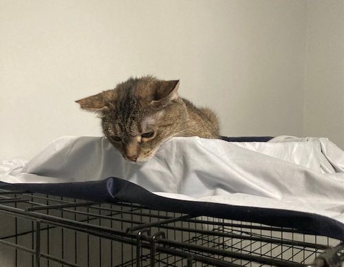 Holland bonded with Holly, photo 4