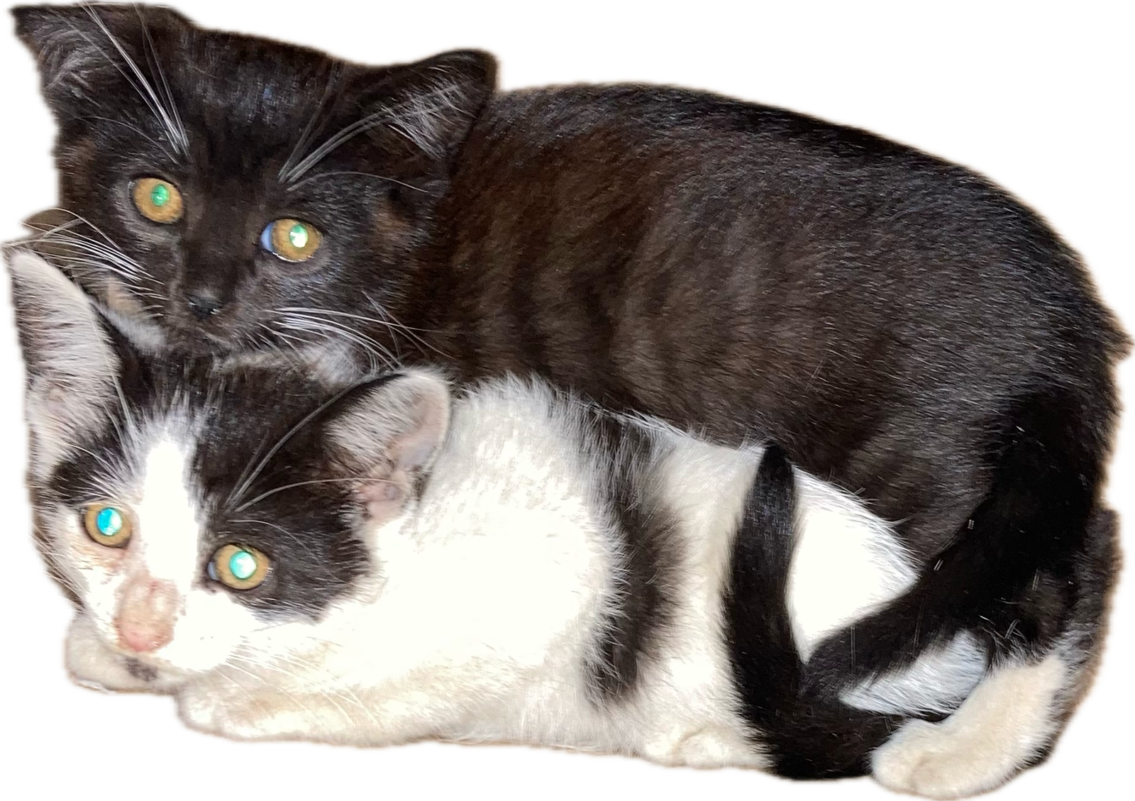 Wilson kids bonded, Domestic Short Hair