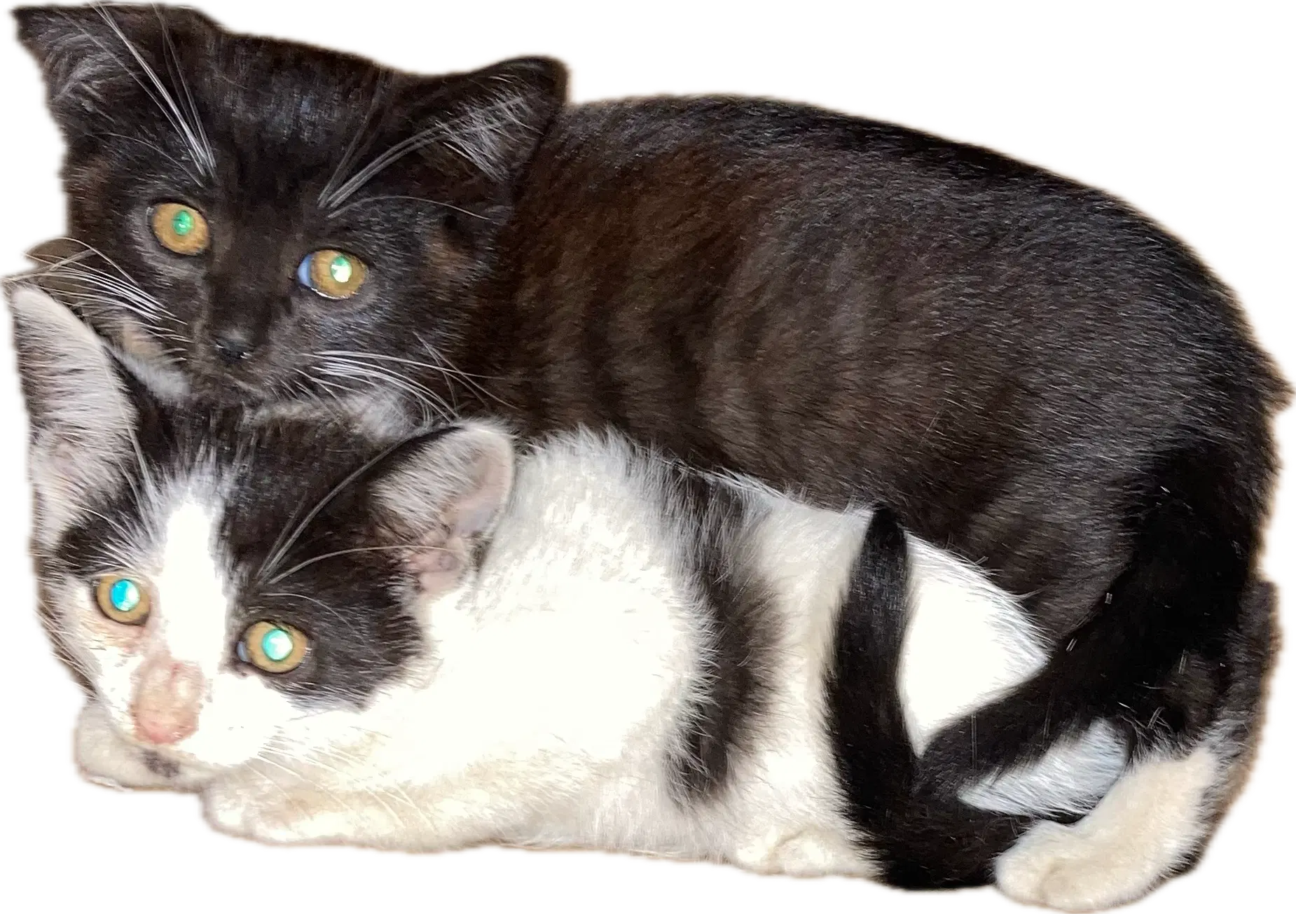 Wilson Kids Bonded - Domestic Short Hair