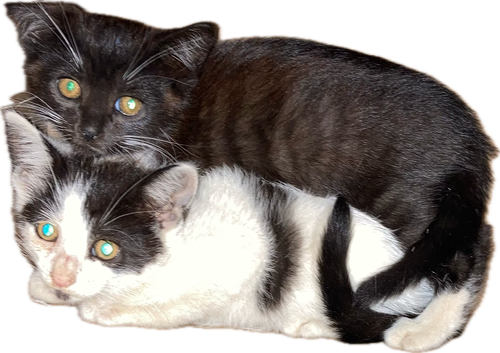 picture of the cat needing adoption