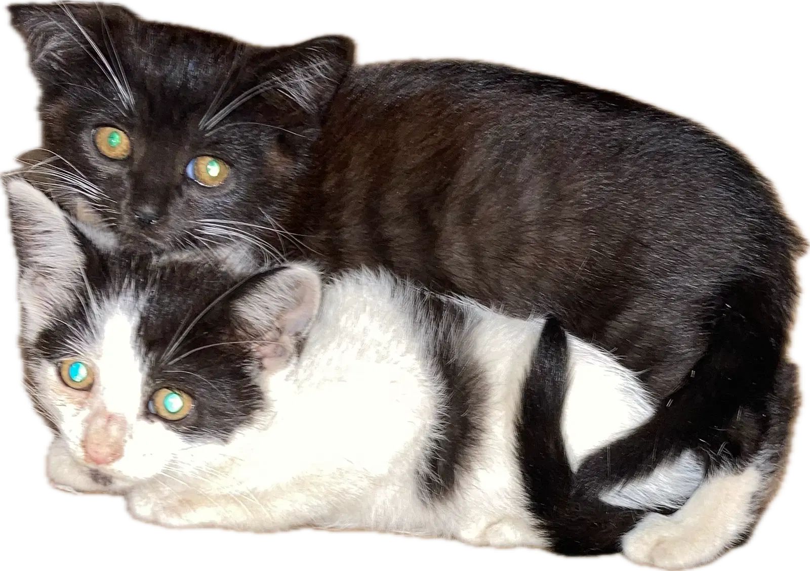 Wilson Kids Bonded In Pairs - Domestic Short Hair
