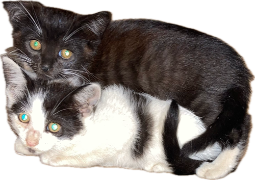 picture of the cat needing adoption