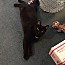 Midnight bonded wth Ricardo, Domestic Short Hair