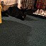 Midnight bonded wth Ricardo, photo 4