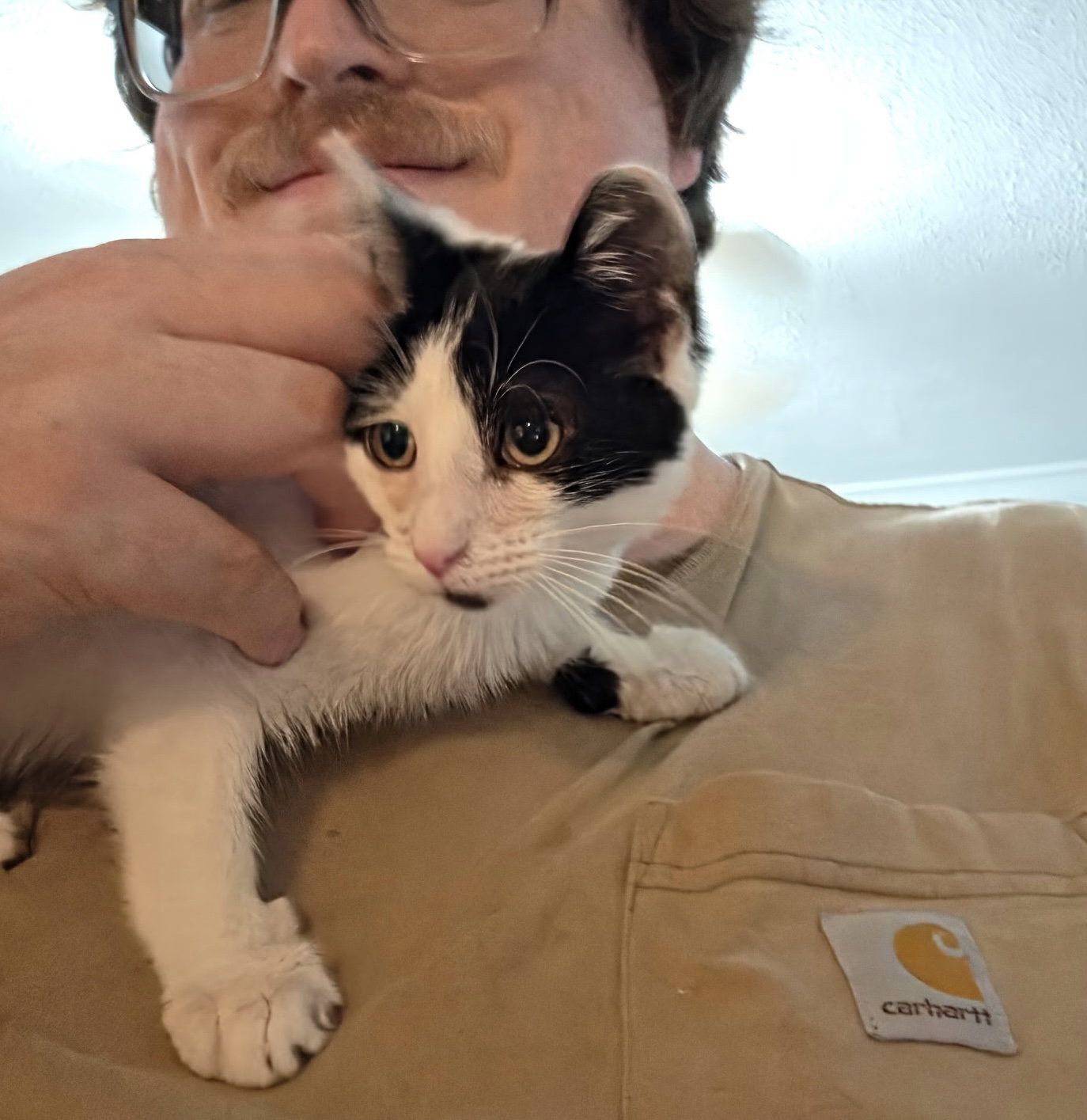 Gooberella bonded with Barnaby, Domestic Short Hair