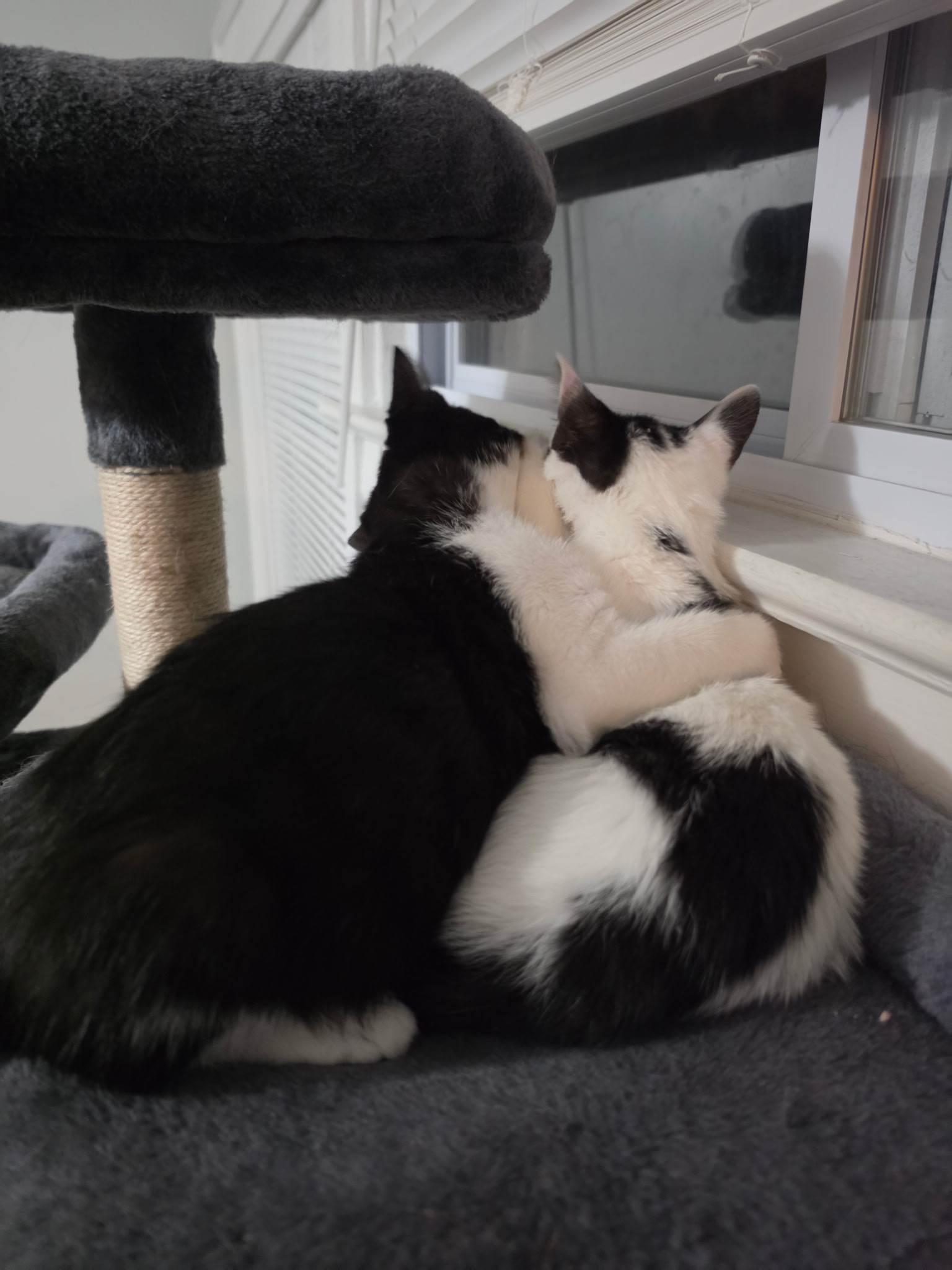 Gooberella bonded with Barnaby, photo 2