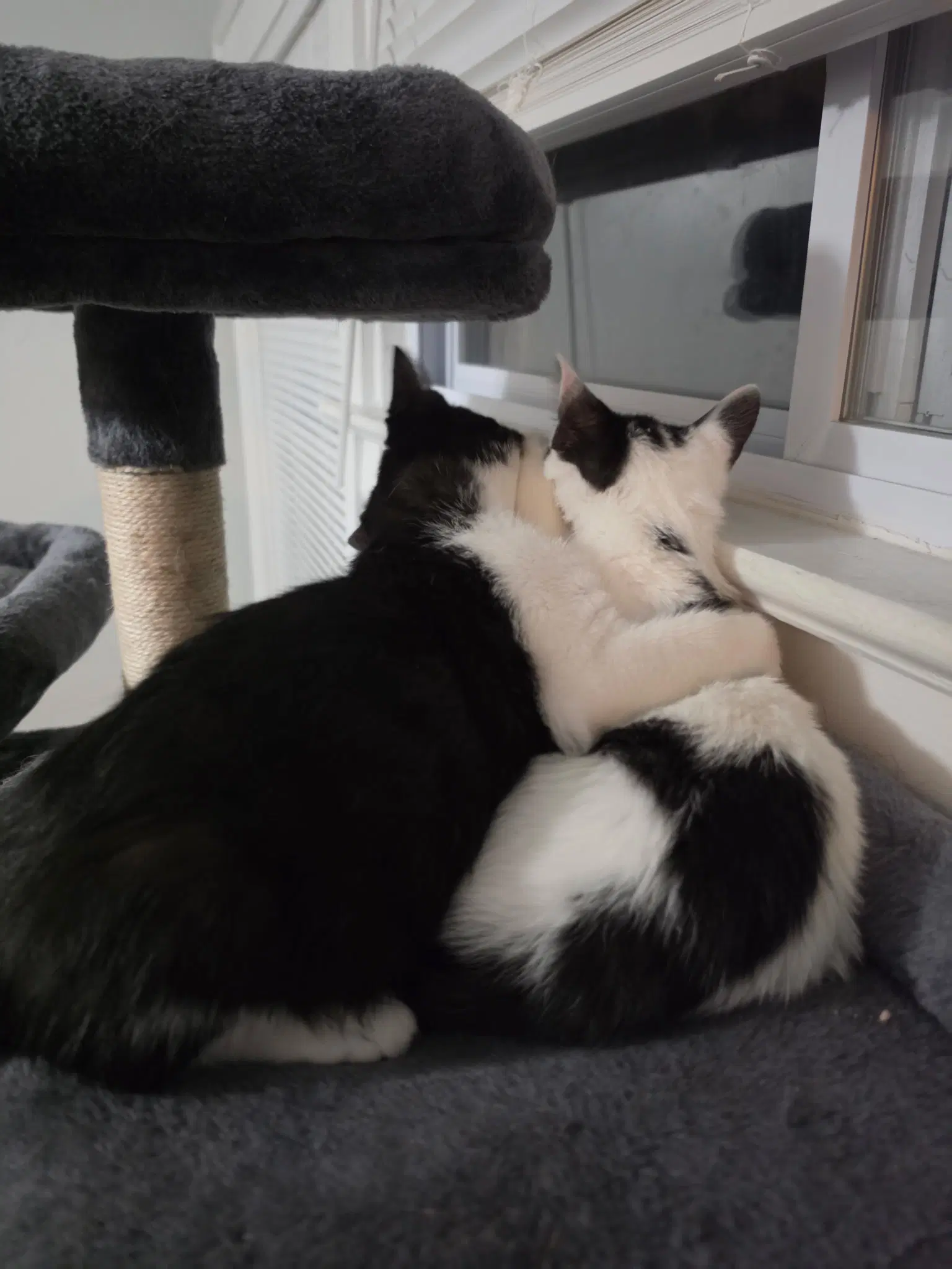 Gooberella Bonded With Barnaby image 2