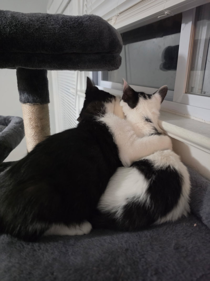 Gooberella bonded with Barnaby, photo 2